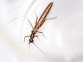 Leuctra fusca